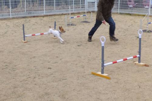 2015_03013-1チャッピー