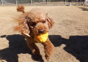 2015_03043-40文ちゃん