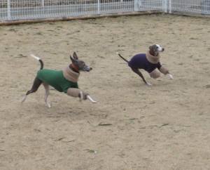 2015_03013-1ももくう