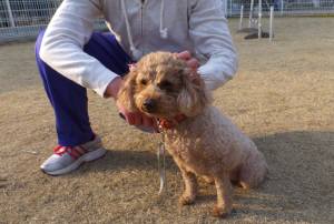 2015_03153-14-2ルル