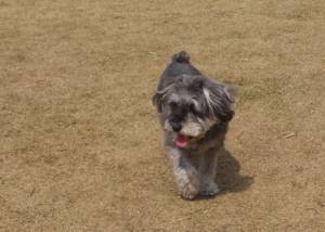 2015_03293-24ちゃっぴー