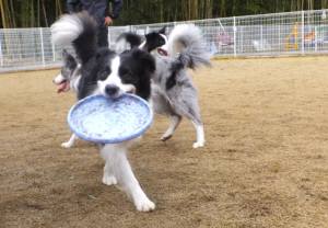 2015_03083-8ボーダー６