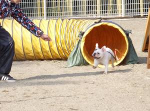 2015_03153-14チェルシー