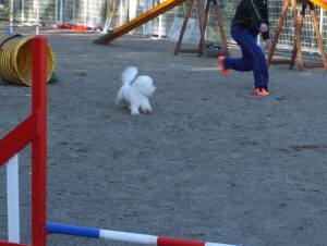 2015_03253-21アムラン