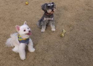 コウスケメーテル