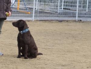 2015_03103-10ララまて