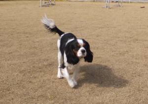 2015_03163-15あられ