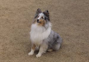 2015_03163-15アイル