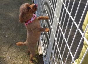 2015_03283-23プーちゃん