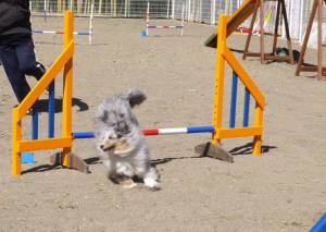 2015_03273-22アイル