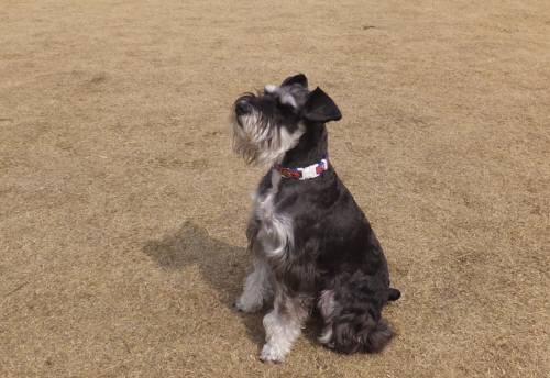 2015_03163-15ムクちゃん