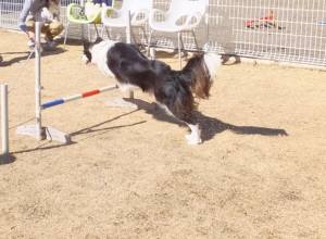 2015_03043-4ししまる