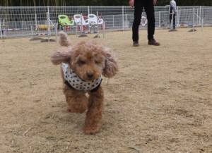 2015_03093-9ももちゃん