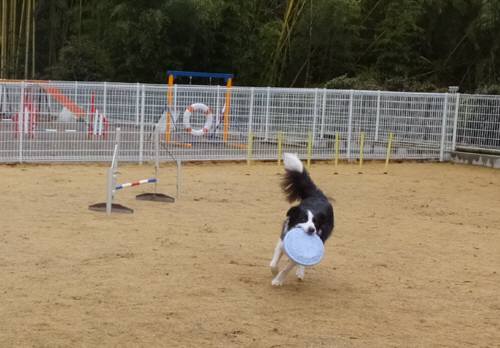 2015_03083-8ししまる