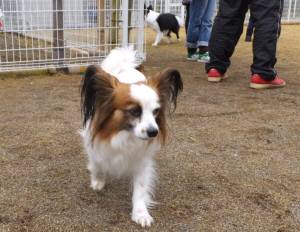 2015_03083-8コジロー