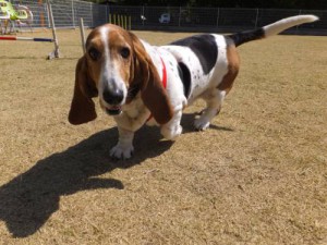 2015_03303-25マロンちゃん