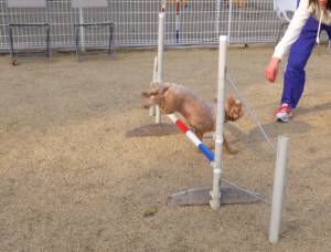 2015_03153-14ルルジャンプ