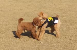 2015_03303-25ごおくう