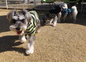 2015_03283-23シェリーちゃん