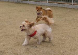 2015_03293-24チョコこむぎ