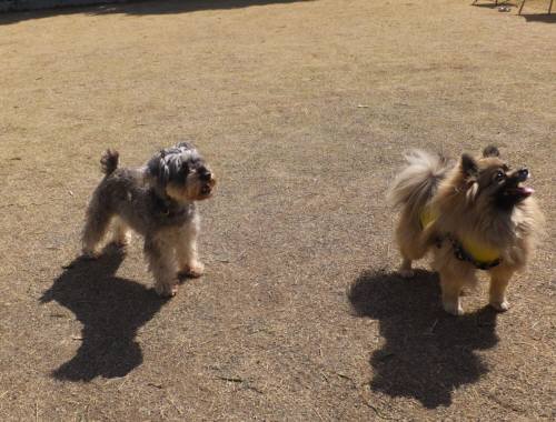 2015_03253-21茶々とポンちゃん