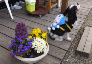 2015_03293-24あられ