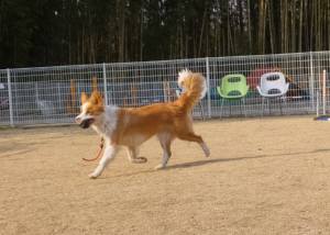 2015_03133-12シェリー