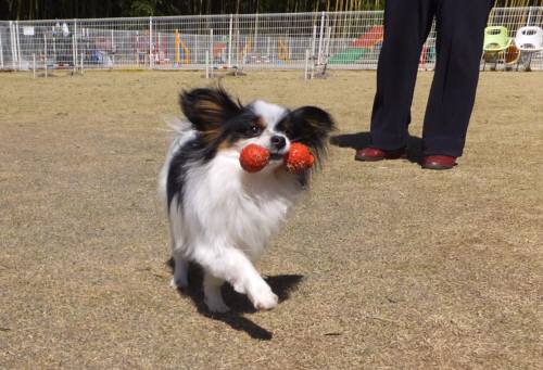 2015_03273-22花ちゃん