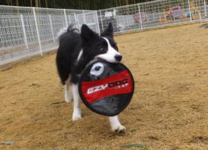 2015_03083-8ボーダー９