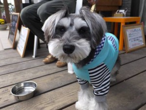 2015_03293-24シェリー