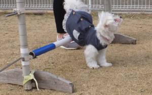 2015_03143-13メルジャンプ