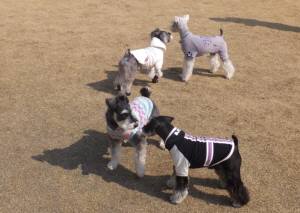 2015_03153-14シュナ1