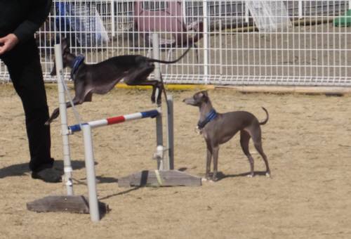 2015_03133-12モネジャンプ