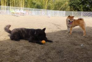 2015_03083-8サクラチョコ