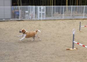 2015_03013-1ムサシ