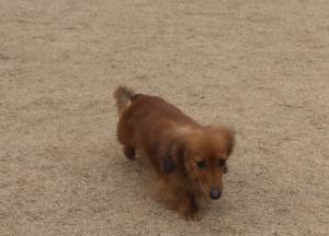 2015_03163-15リリィ