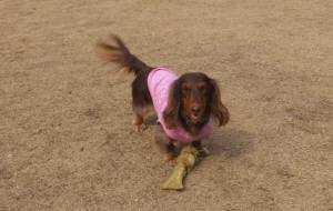 2015_03143-13モカちゃん