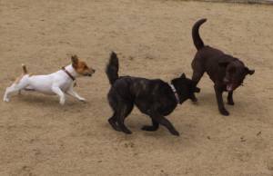 2015_03143-13ちゃっぴさくららら