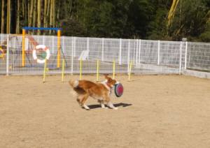 2015_03023-2シェリーディスク