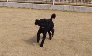 2015_03163-15ウルー