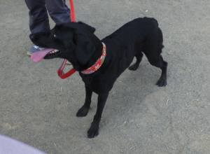 2015_03313-26ゆうこまん１