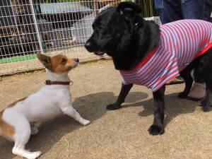 2015_03293-24チャッピーベル