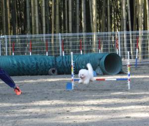 2015_03253-21アムジャンプ