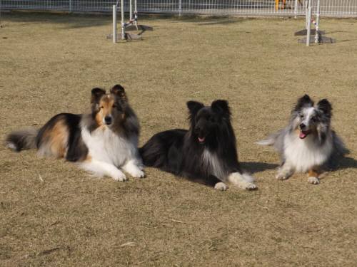 2015_03313-26シェルティー３姉妹