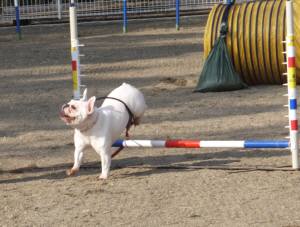 2015_03153-14チェルシー2