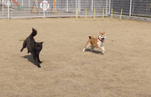 2015_03153-14サクラ愛