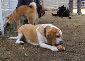 2015_03083-8ムサシチョコサクラ