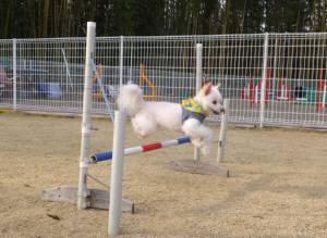 コウスケジャンプ