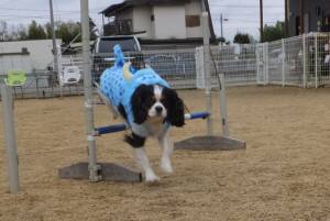 2015_03093-9あられ２