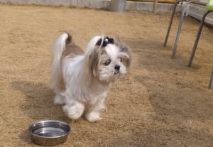 2015_03143-13らんちゃん